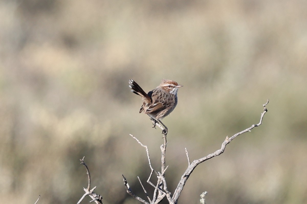 Rufous Fieldwren - Chris Chapman