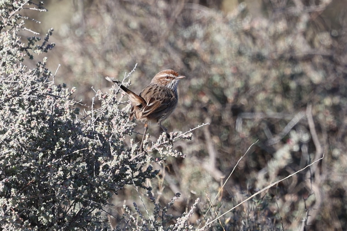 Rufous Fieldwren - Chris Chapman