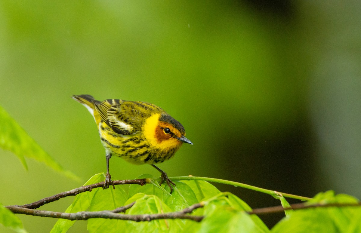 Cape May Warbler - Laurent Bédard