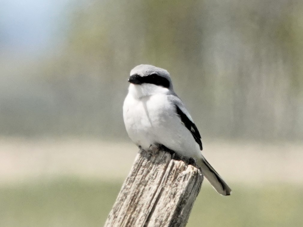 Loggerhead Shrike - Lorrie Anderson