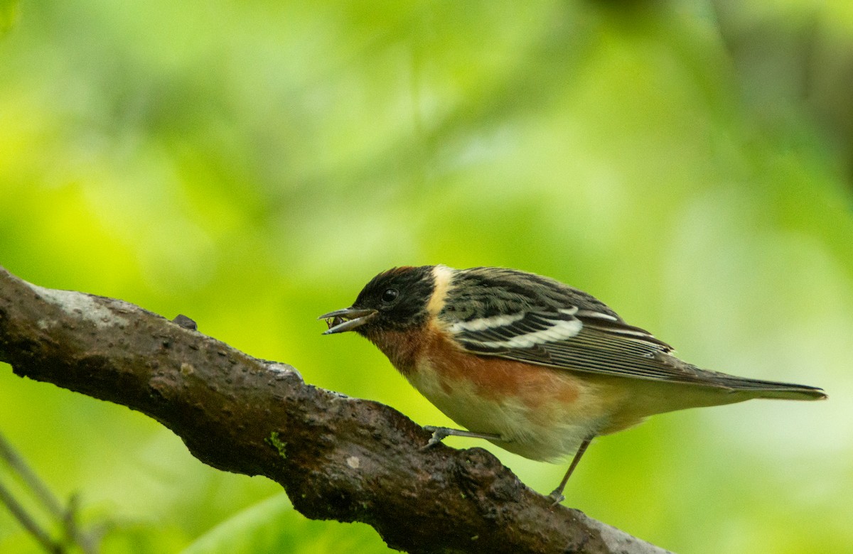 Bay-breasted Warbler - Laurent Bédard