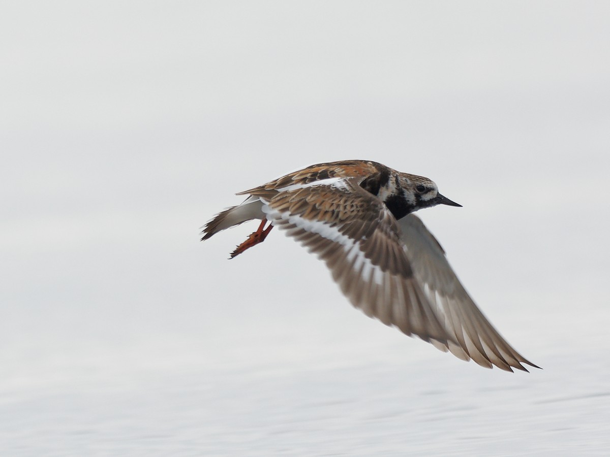 Ruddy Turnstone - Brian M