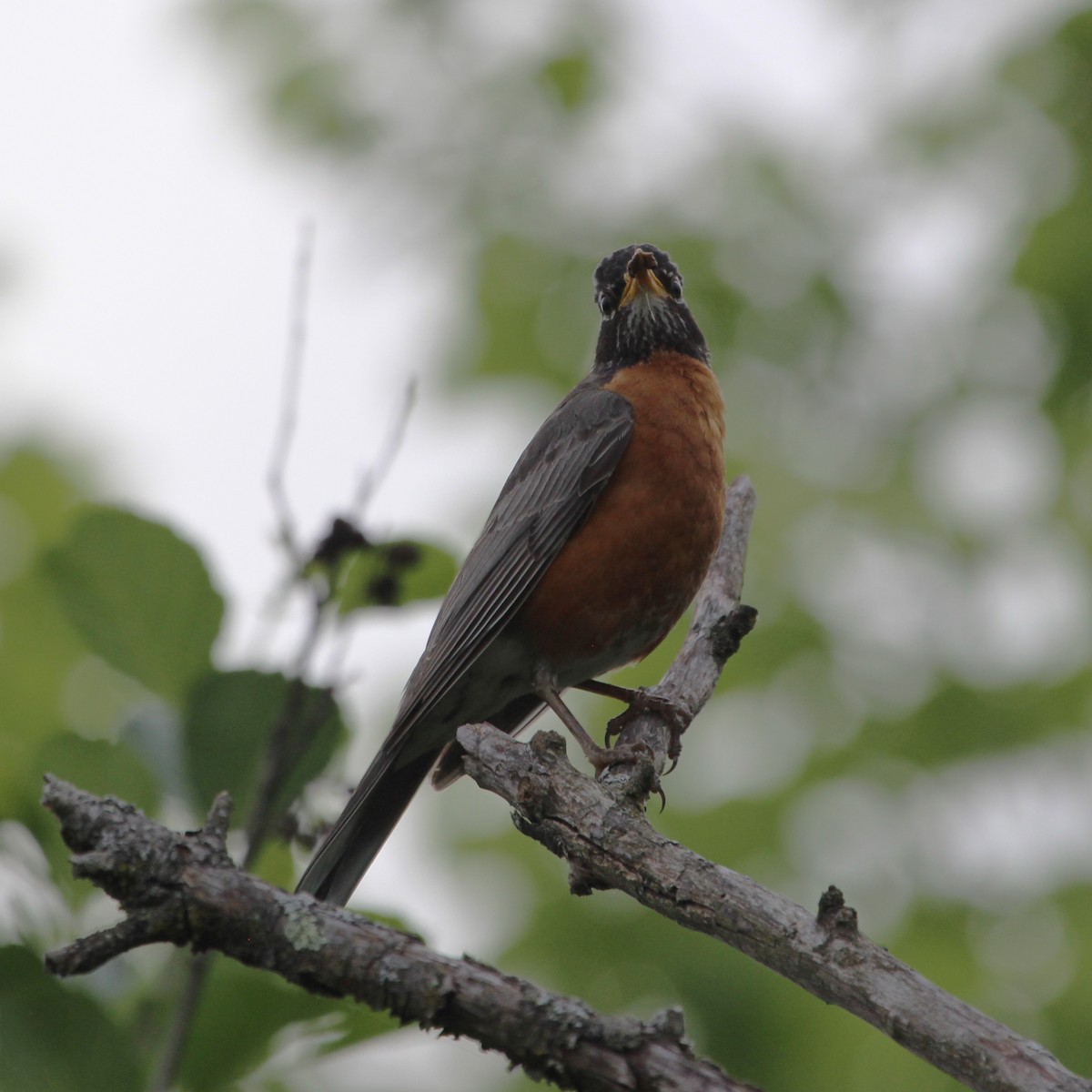 American Robin - Justin Merry