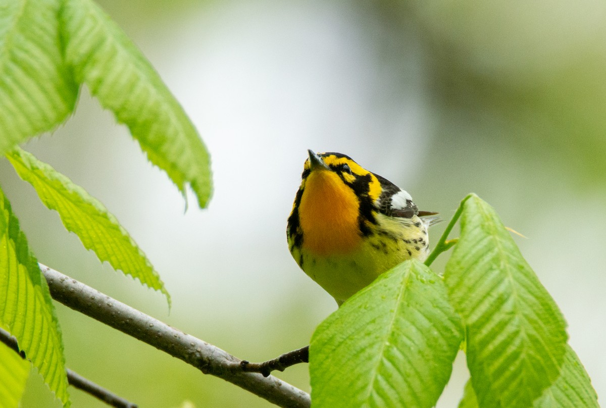 Blackburnian Warbler - Laurent Bédard