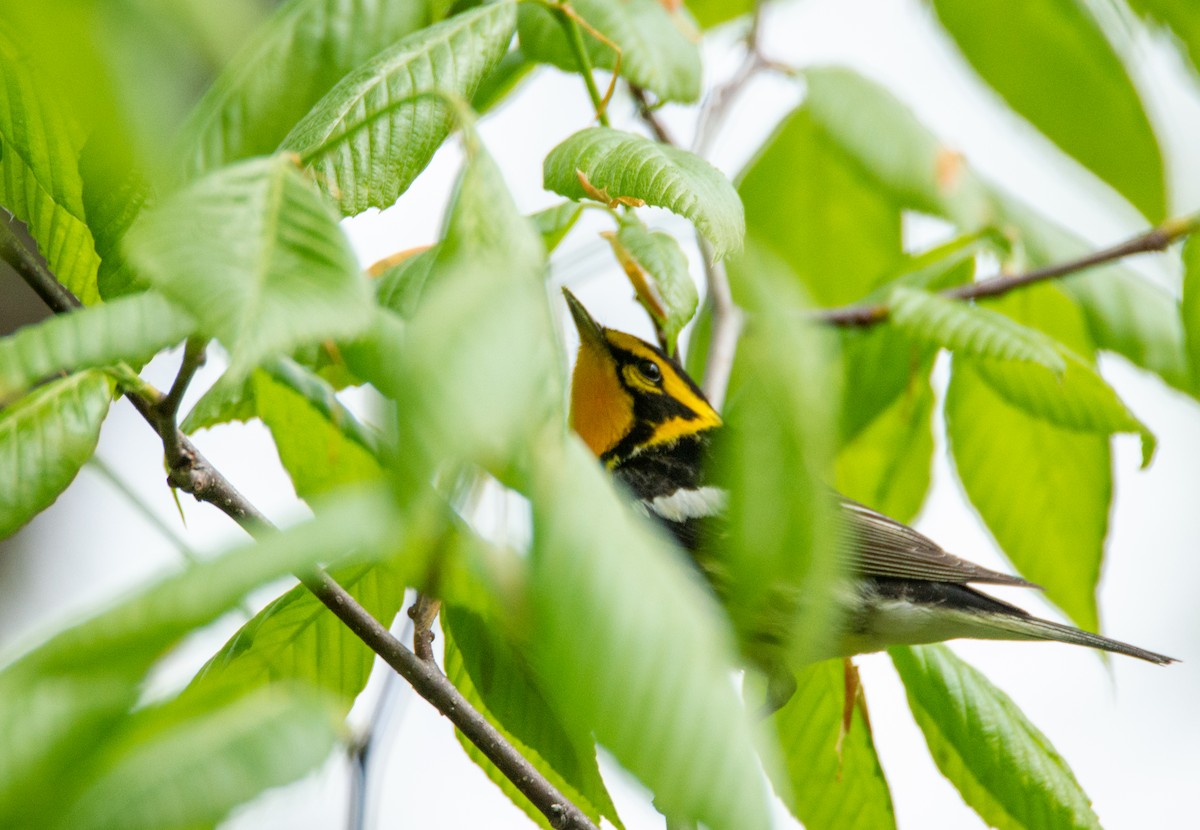 Blackburnian Warbler - Laurent Bédard