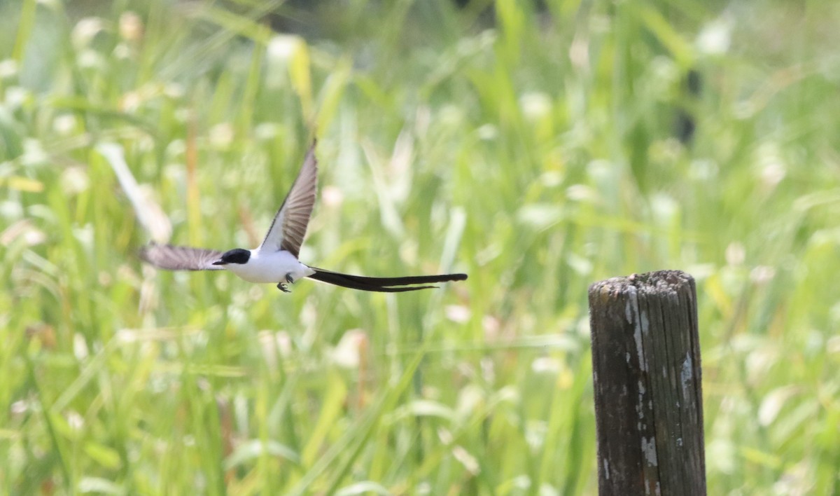 Fork-tailed Flycatcher - Oliver  Komar