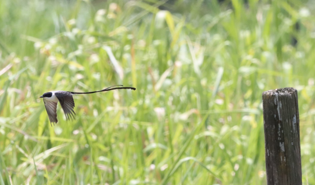 Fork-tailed Flycatcher - Oliver  Komar