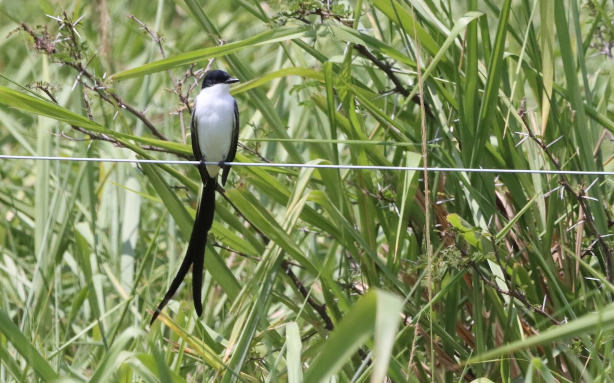 Fork-tailed Flycatcher - Oliver  Komar