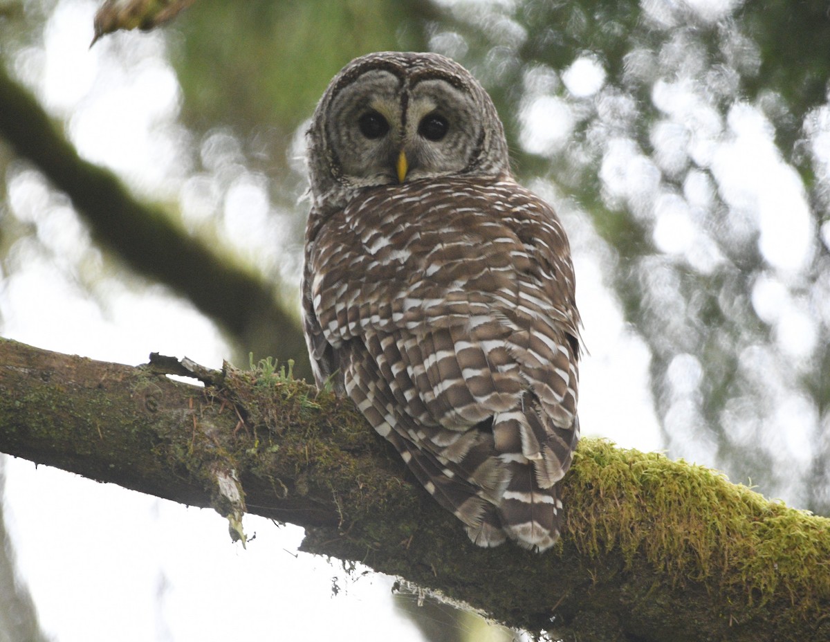 Barred Owl - Peter Olsoy