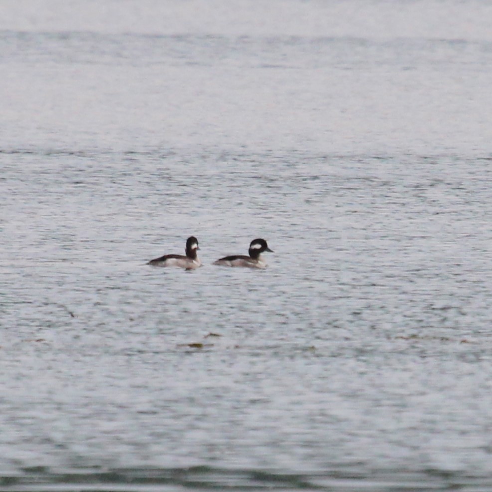 Bufflehead - Justin Merry