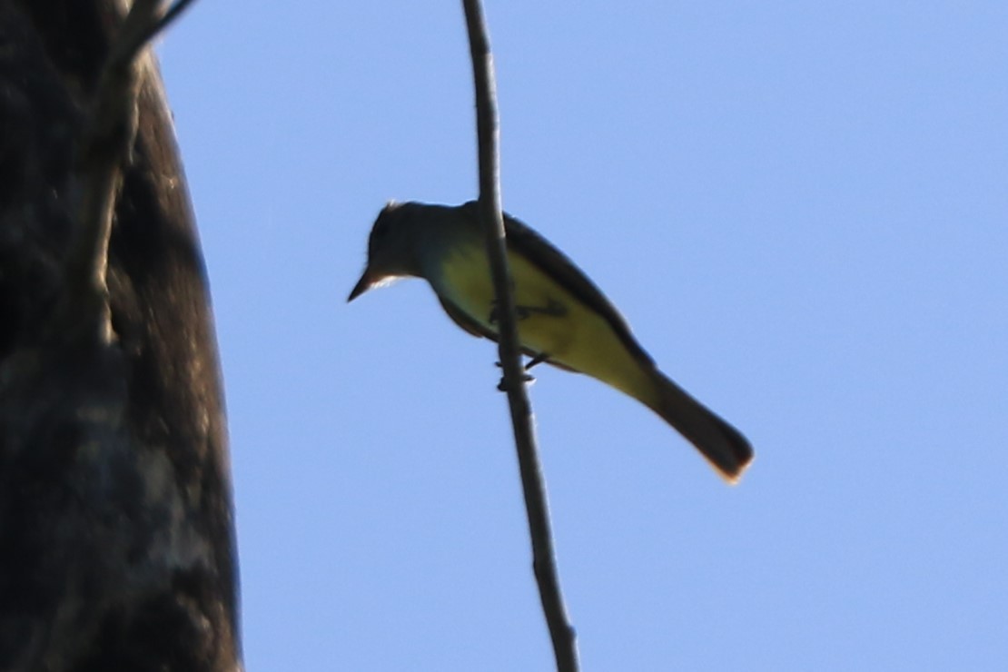 Great Crested Flycatcher - ML619654459
