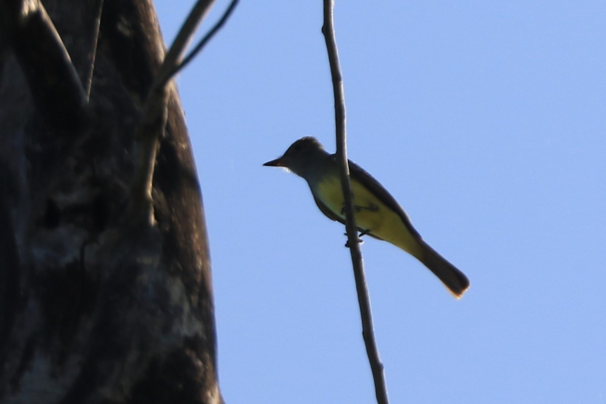 Great Crested Flycatcher - ML619654460
