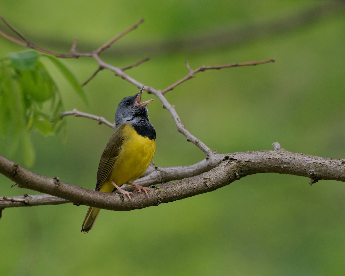 Mourning Warbler - Brian M