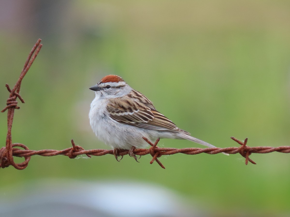 Chipping Sparrow - Kyle Leader