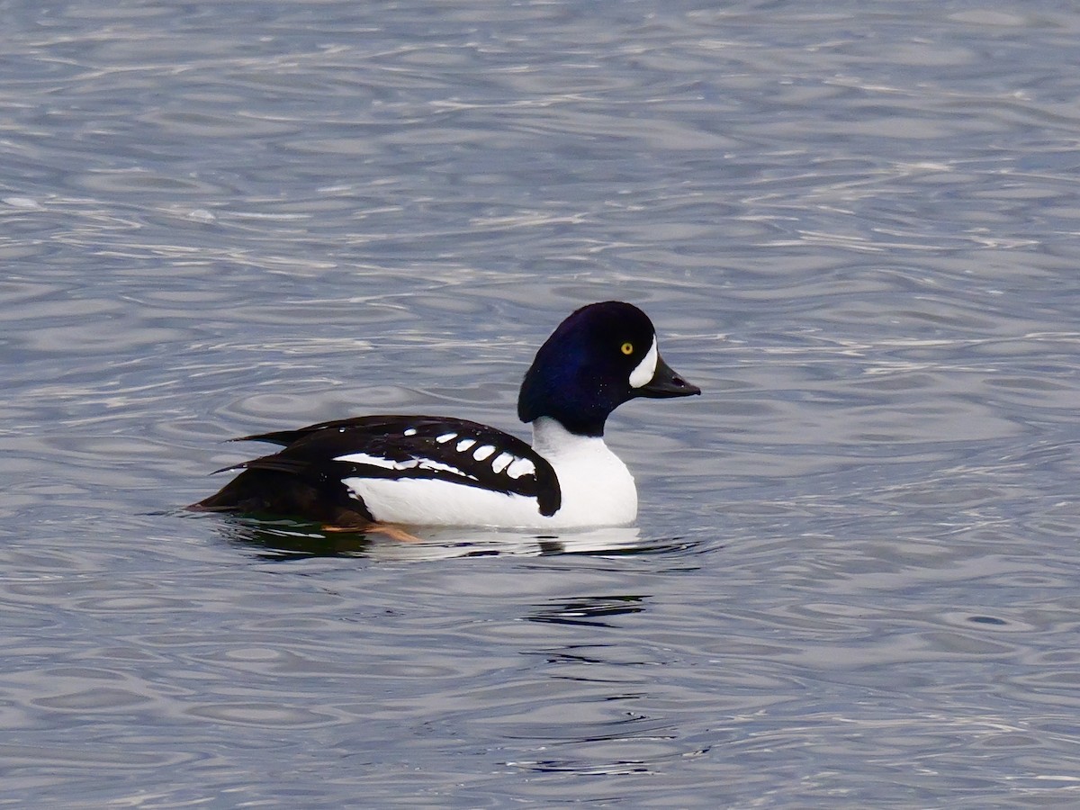 Barrow's Goldeneye - Brett Hartl