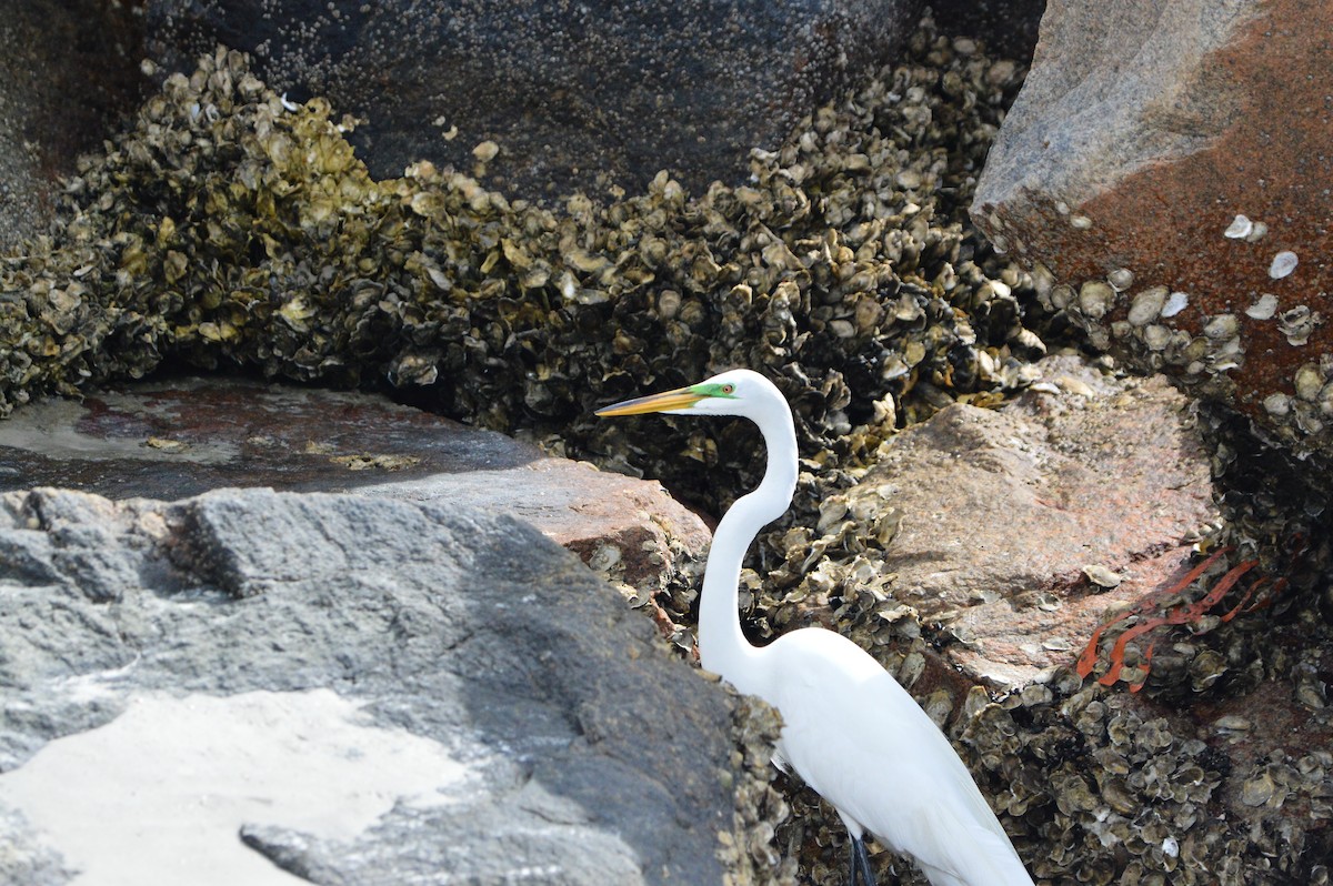 Great Egret - ML619654479