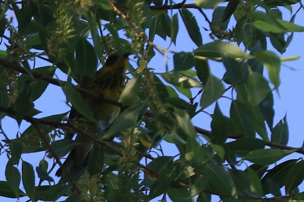 Black-throated Green Warbler - Jennifer Allison