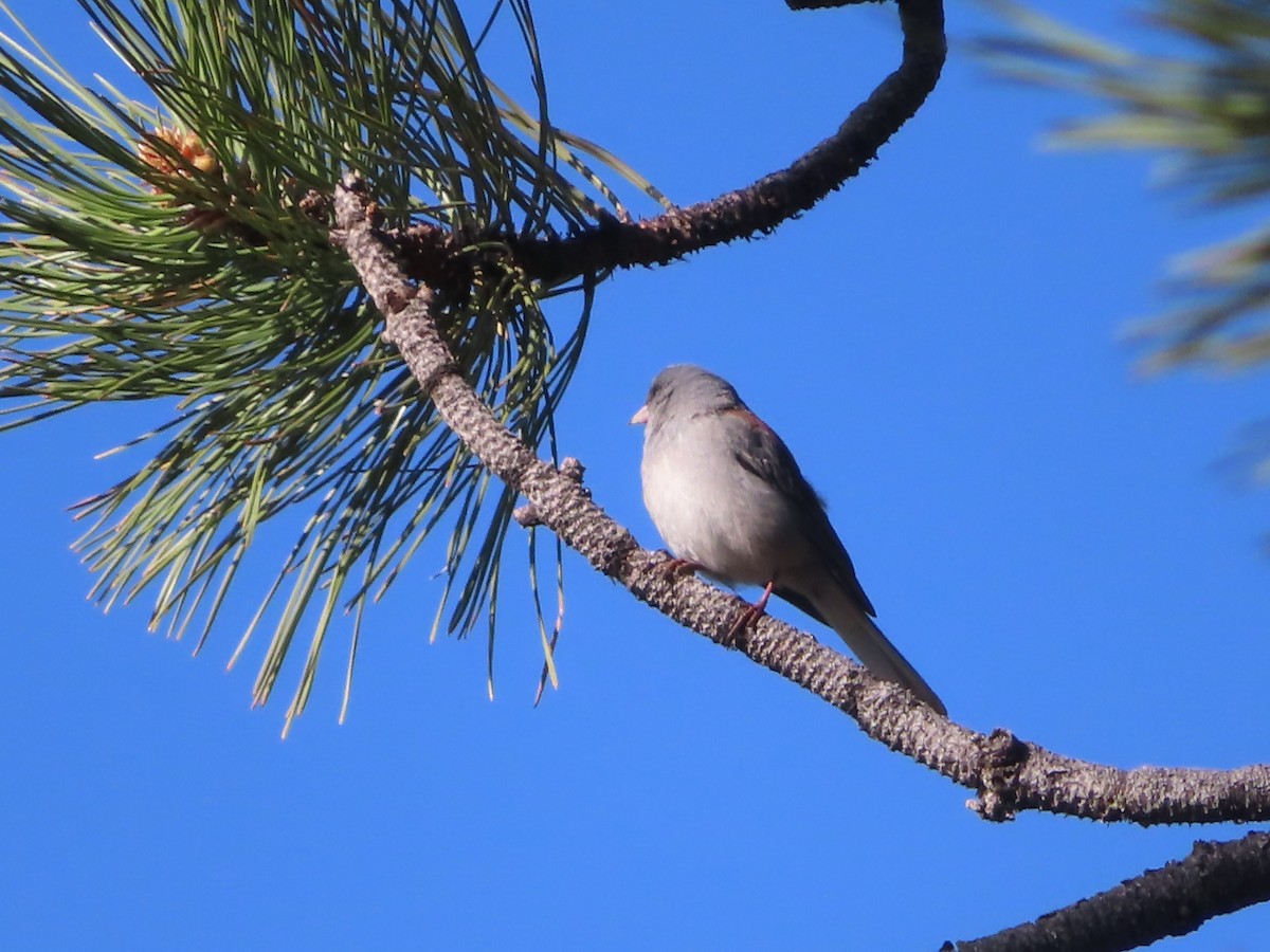 Dark-eyed Junco (Gray-headed) - Ursula  Mitra