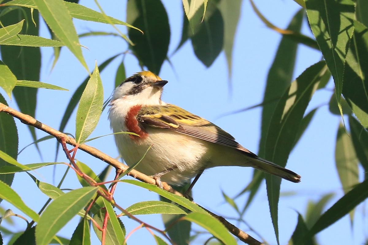 Chestnut-sided Warbler - Jennifer Allison