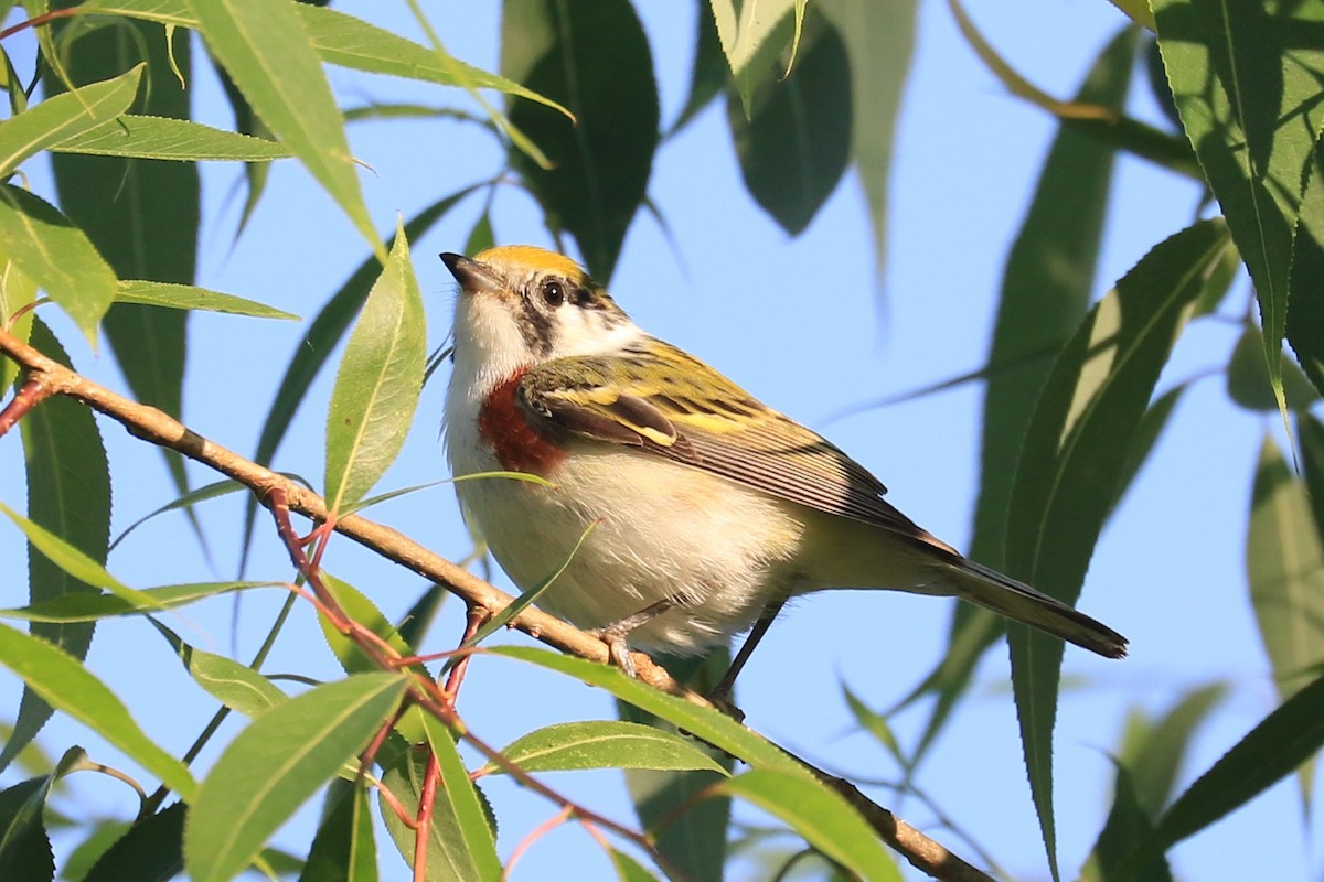 Chestnut-sided Warbler - Jennifer Allison