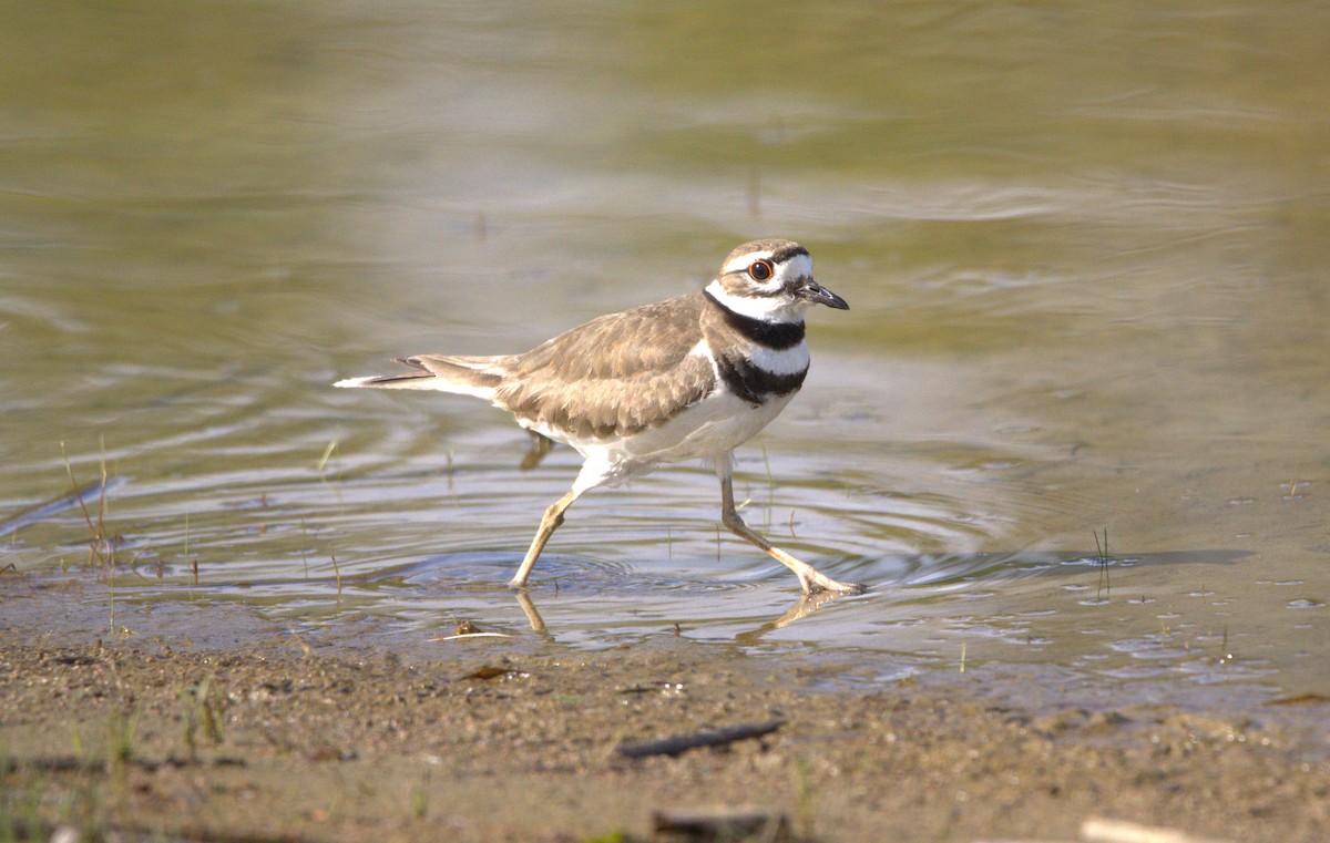 Killdeer - Michel Marsan