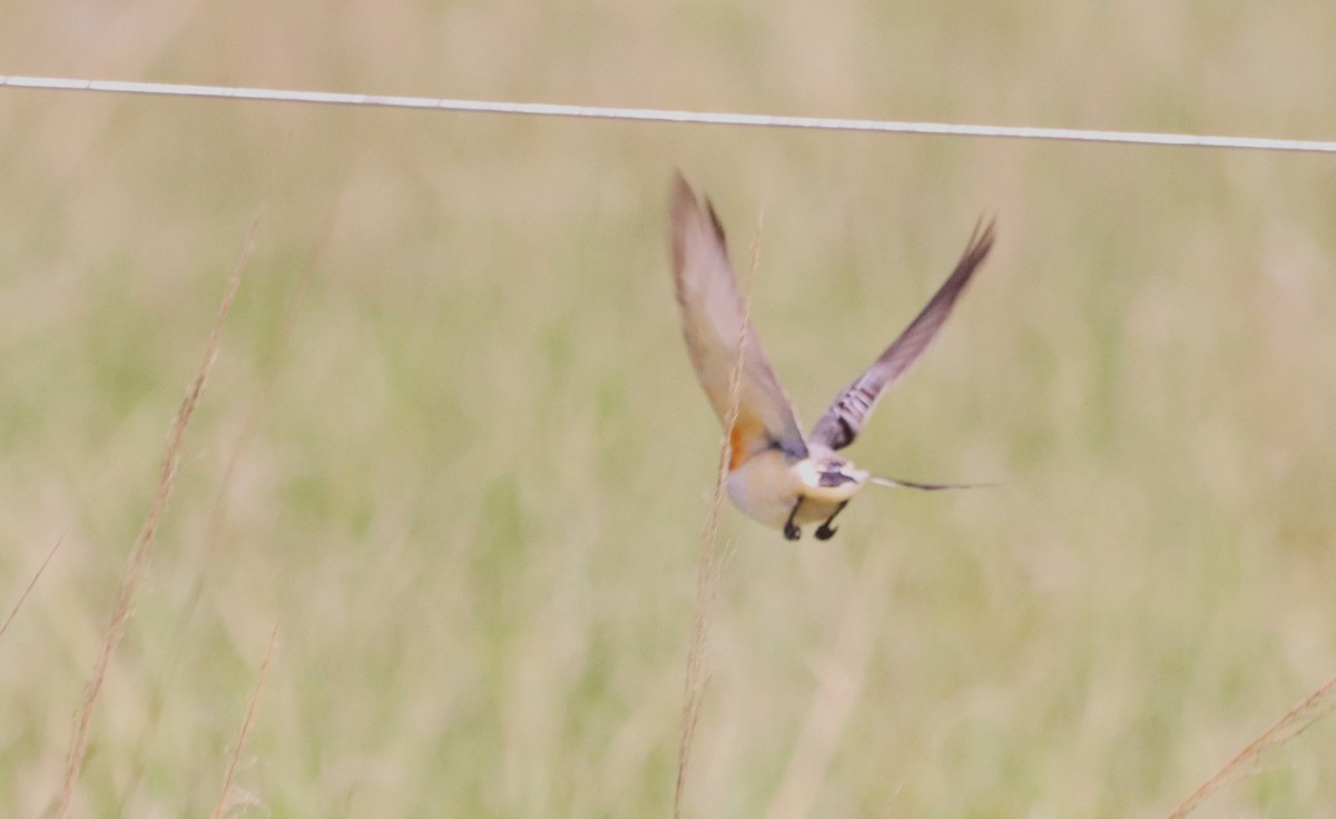 Scissor-tailed Flycatcher - Oliver  Komar