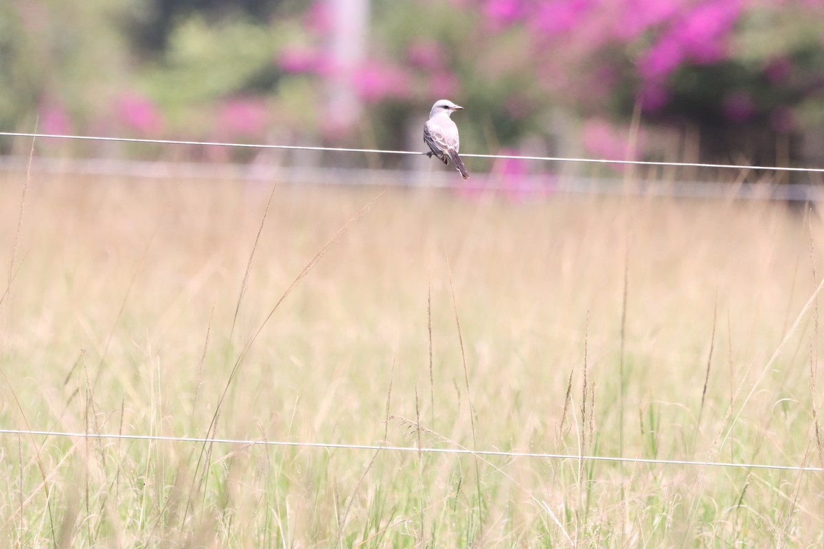 Scissor-tailed Flycatcher - Oliver  Komar