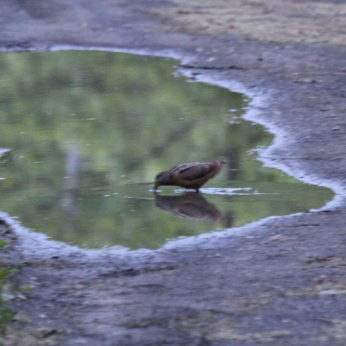 American Woodcock - Justin Merry