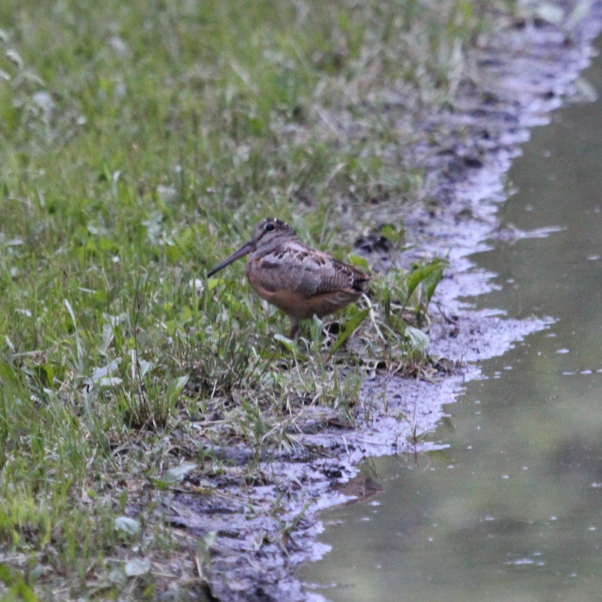 American Woodcock - Justin Merry