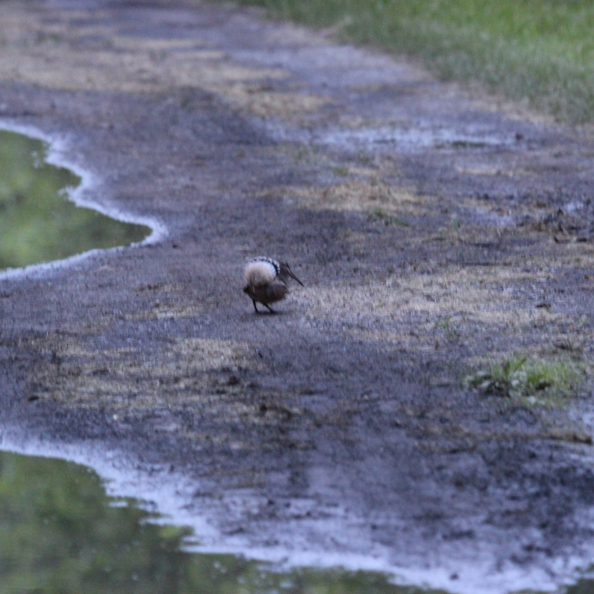 American Woodcock - Justin Merry