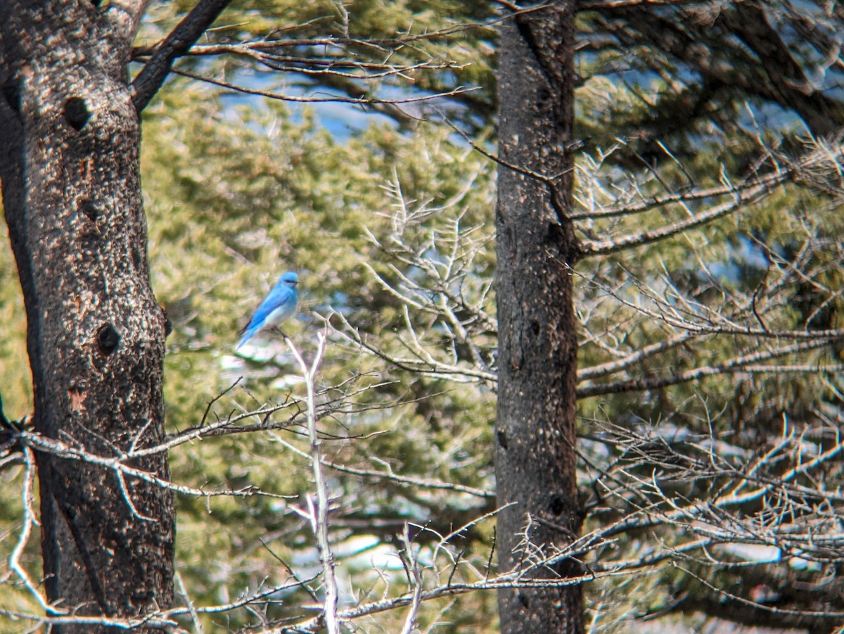 Mountain Bluebird - Reder Daughenbaugh