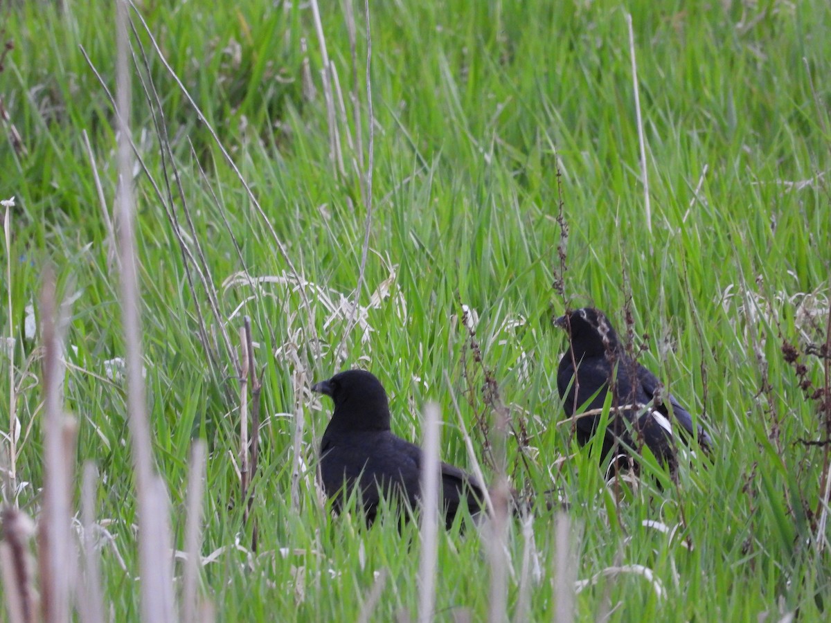 American Crow - Gerard Nachtegaele