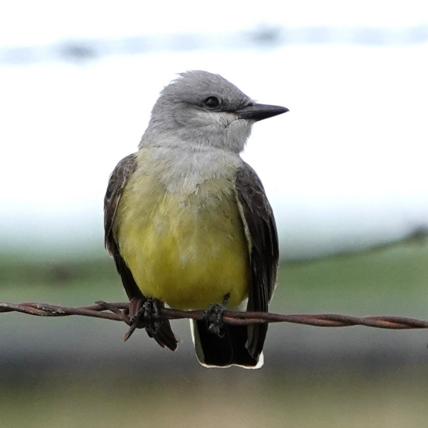 Western Kingbird - ML619654517