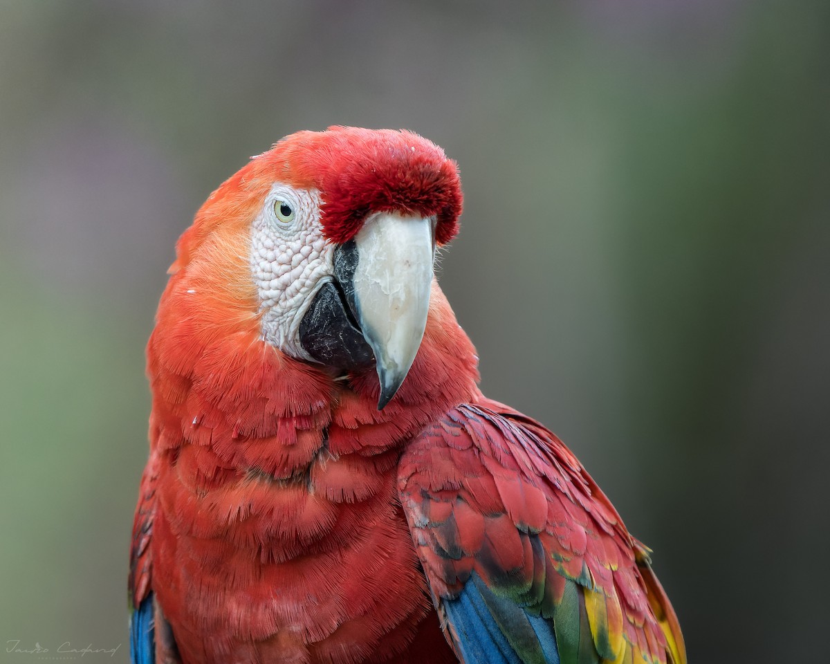 Scarlet Macaw - Jairo Cadavid