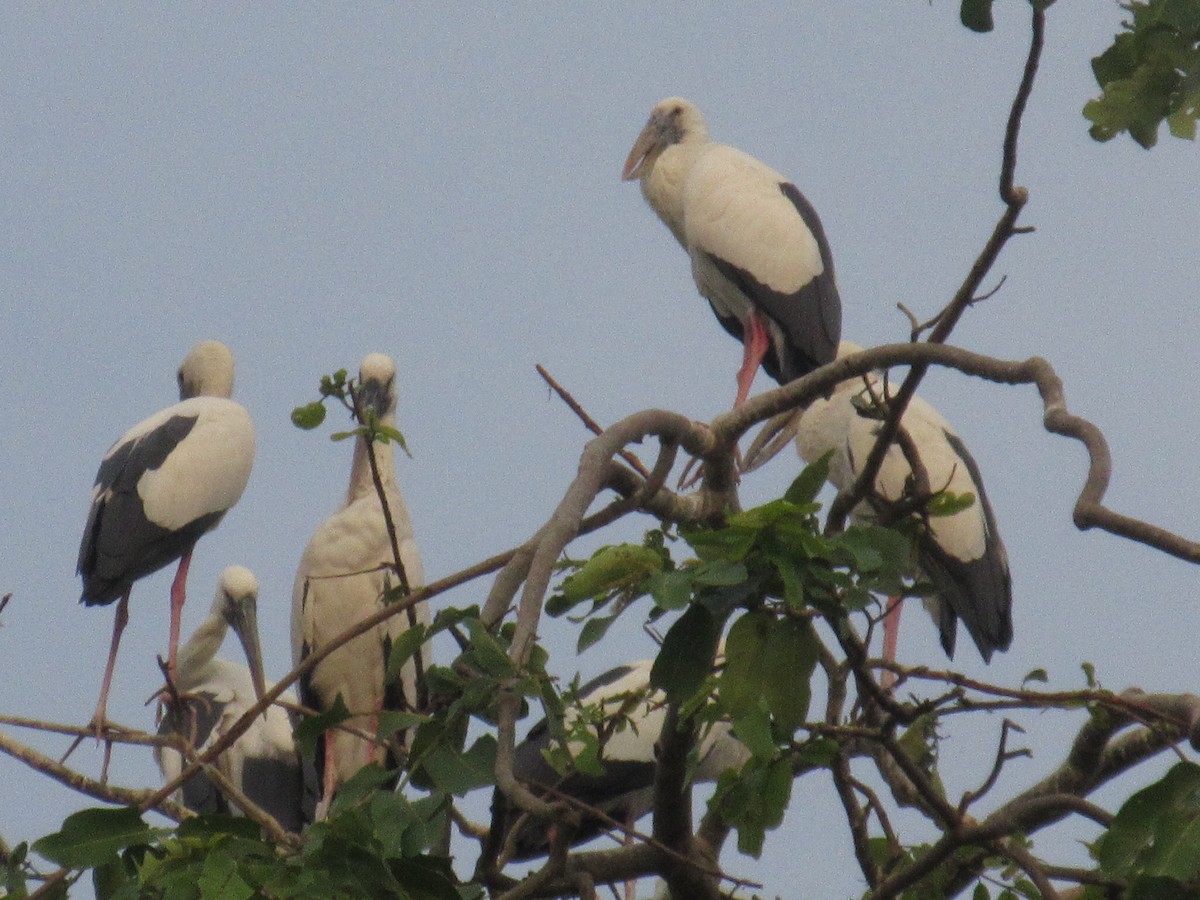 Asian Openbill - Amitesh Rana