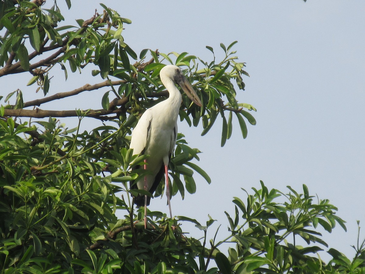 Asian Openbill - Amitesh Rana