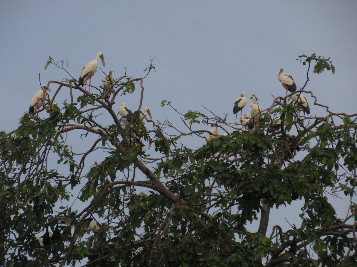 Asian Openbill - Amitesh Rana