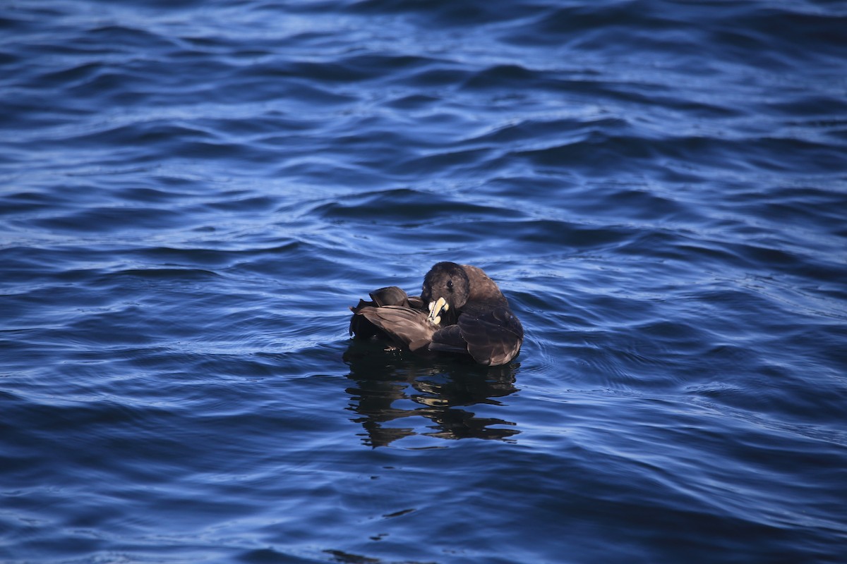 White-chinned Petrel - Yuxi Luo