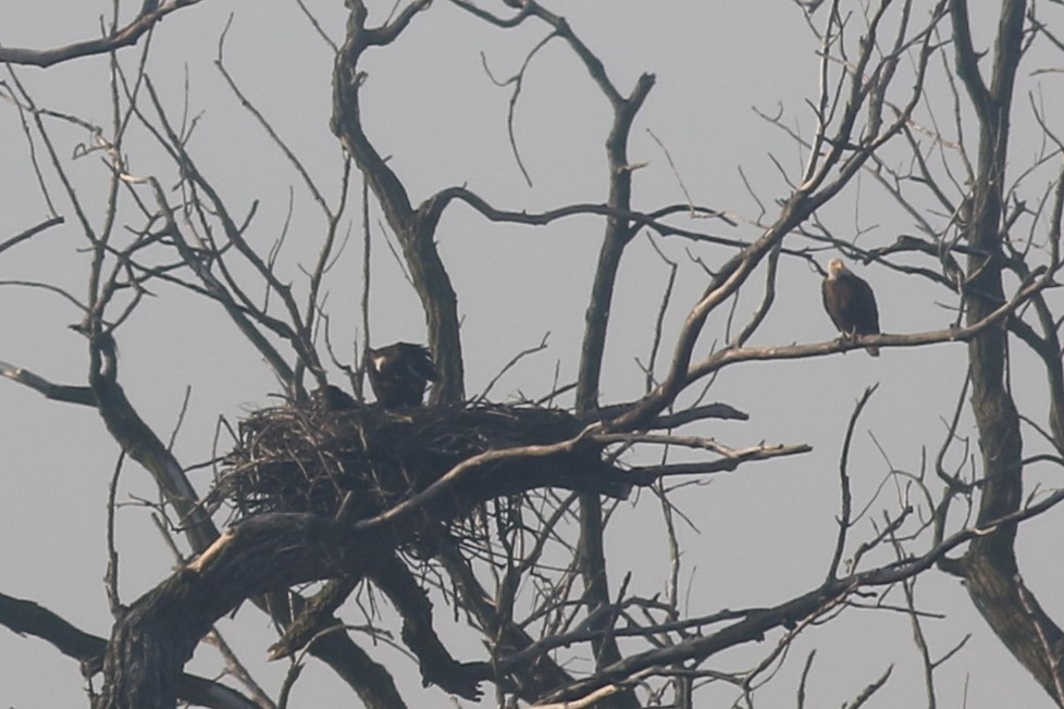 Bald Eagle - Jennifer Allison