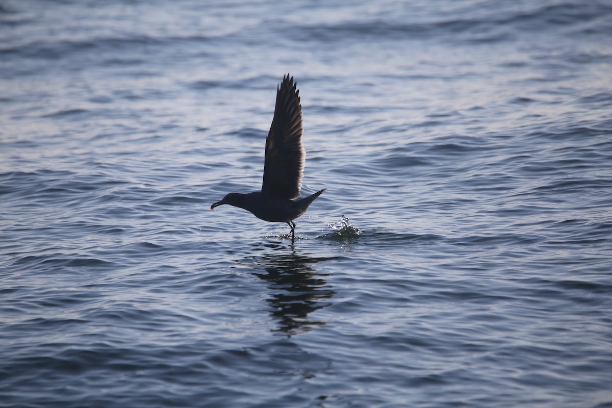 Sooty Shearwater - Yuxi Luo