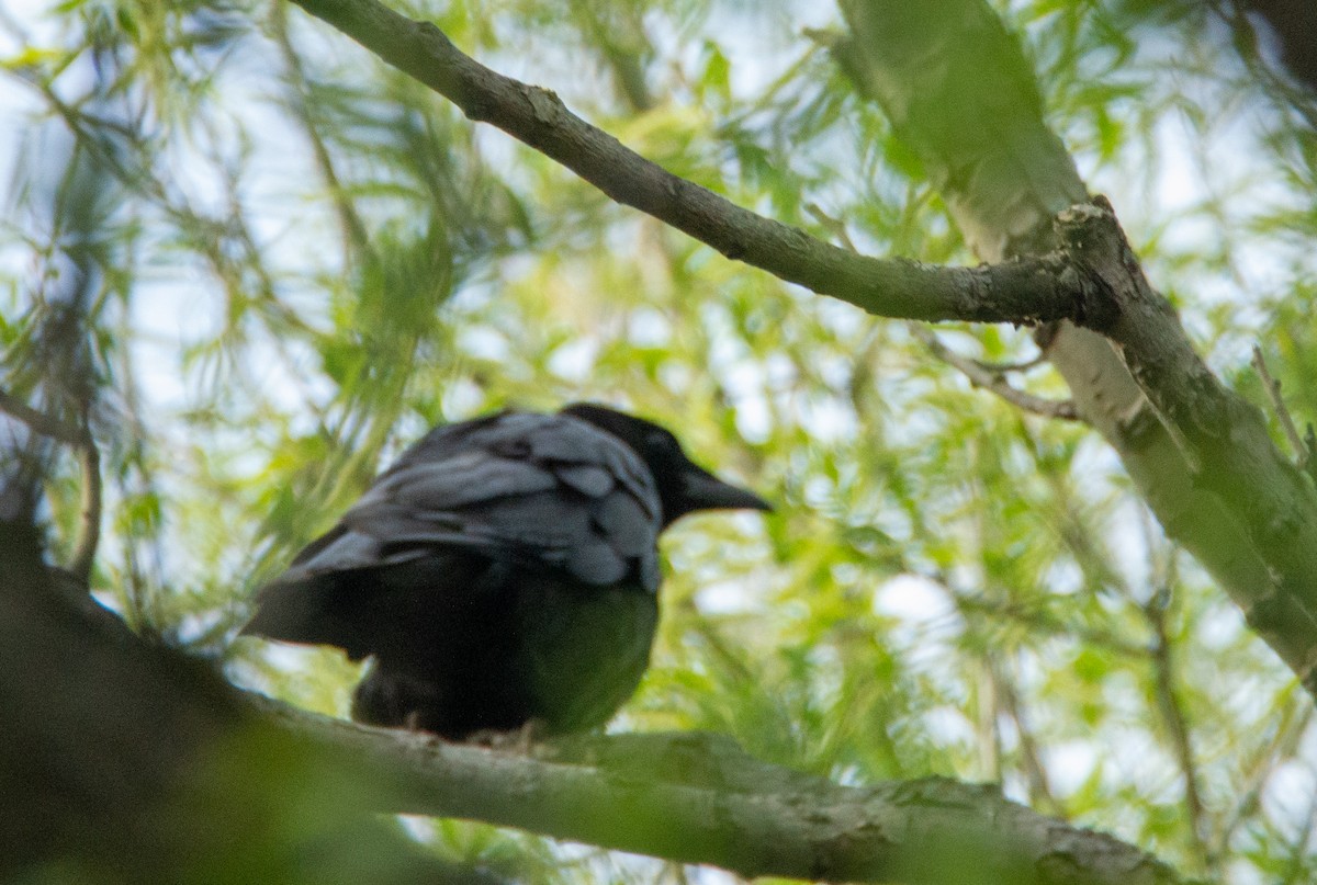 Fish Crow - Laurent Bédard