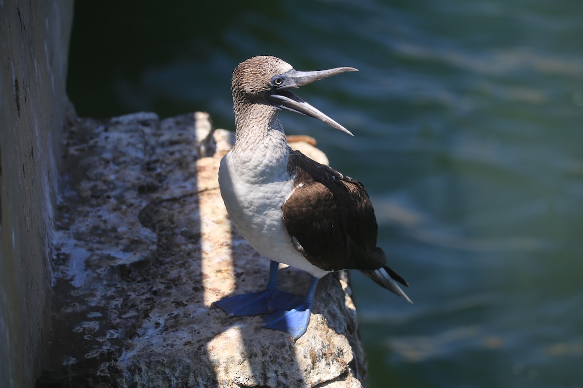 Blue-footed Booby - Yuxi Luo