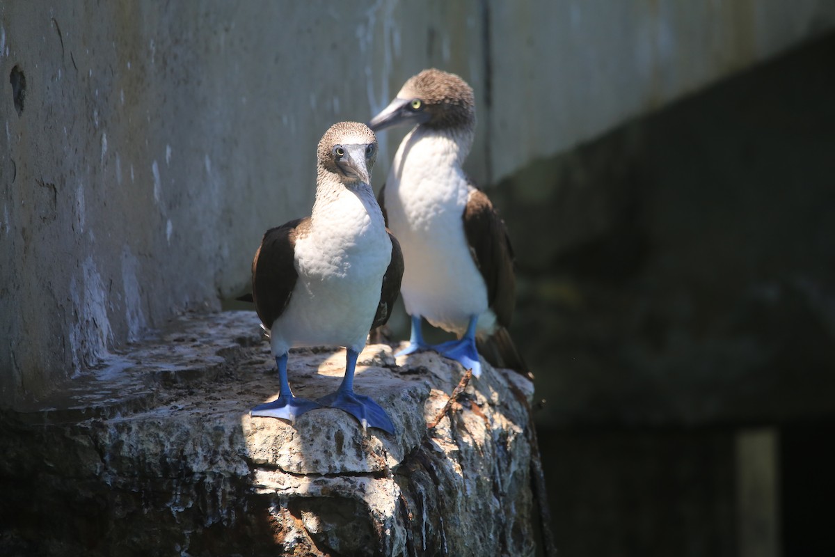 Blue-footed Booby - Yuxi Luo