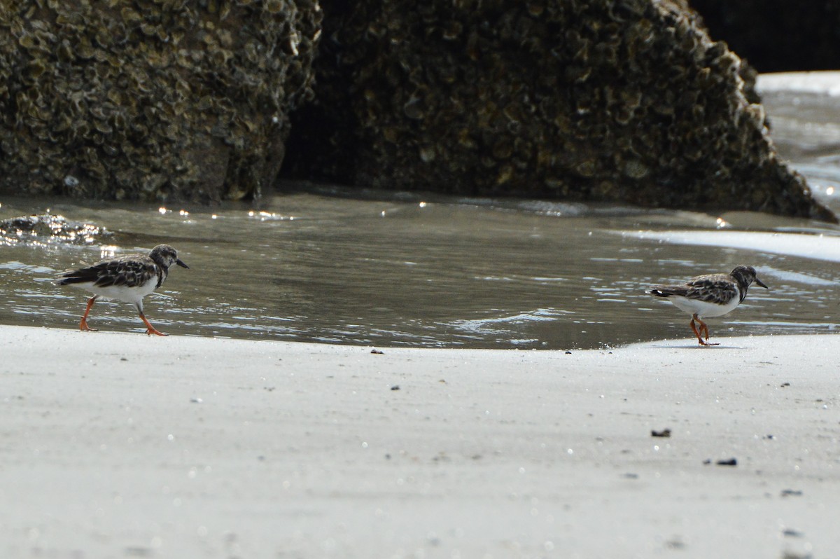 Ruddy Turnstone - Jackson and Jasmin Woodall