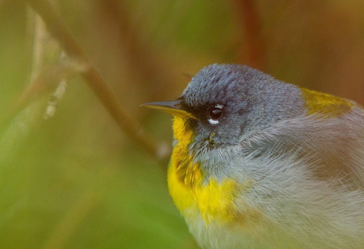 Northern Parula - Laurent Bédard