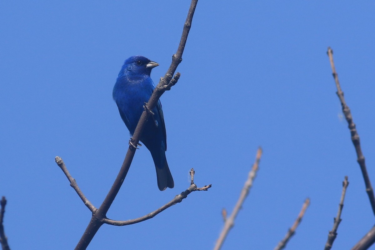 Indigo Bunting - ML619654550