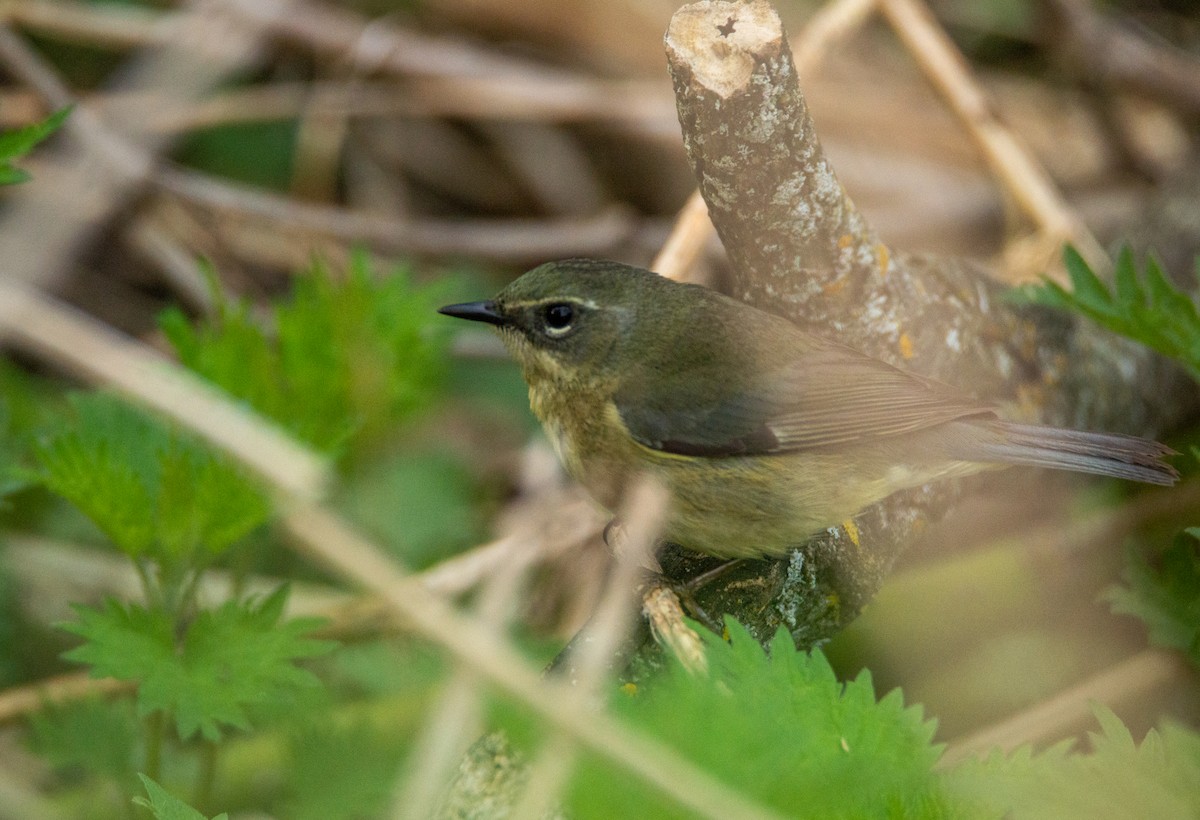 Black-throated Blue Warbler - Laurent Bédard