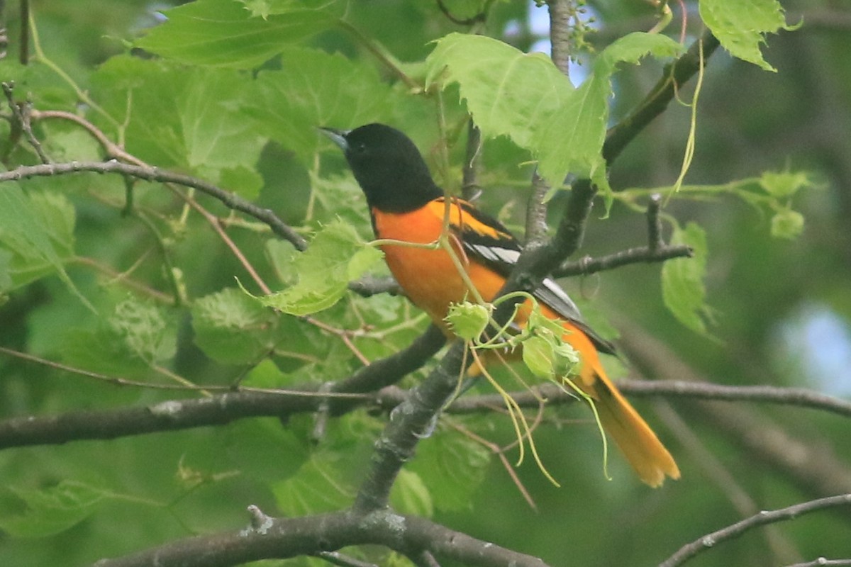 Baltimore Oriole - Jennifer Allison