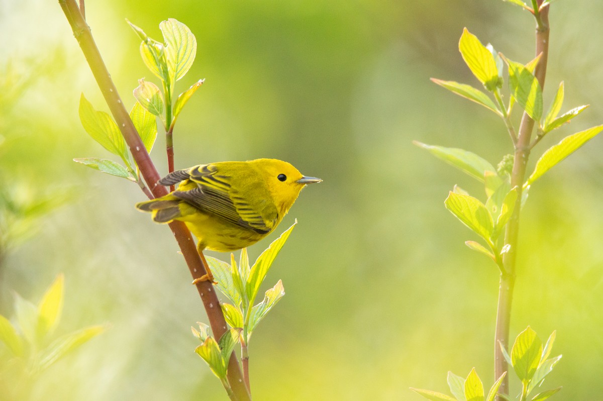 Yellow Warbler - Laurent Bédard