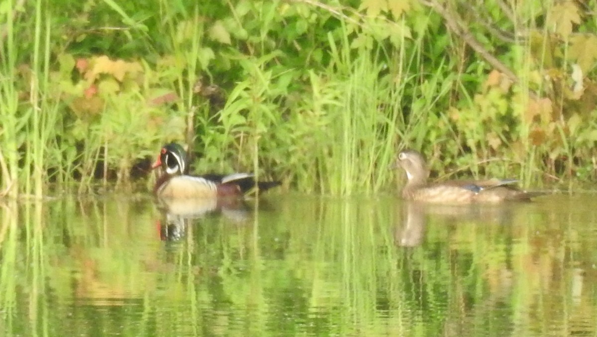 Wood Duck - Ed Escalante